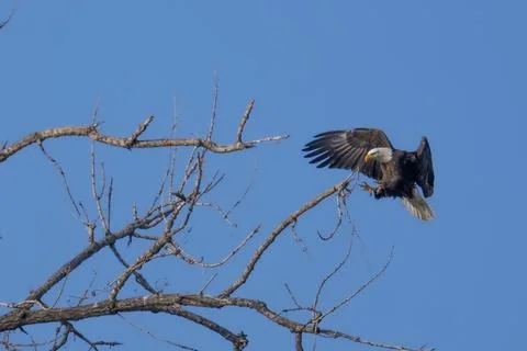 Bald Eagle Landing on Tree Branch Near Littleton Colorado Foto stock