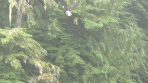 Bald eagle landing in tree Stock Footage 85533318