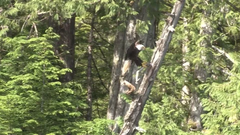 Bald eagle landing in tree Stock Footage 85533323