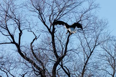 Bald eagle landing in a tree Stock Photos