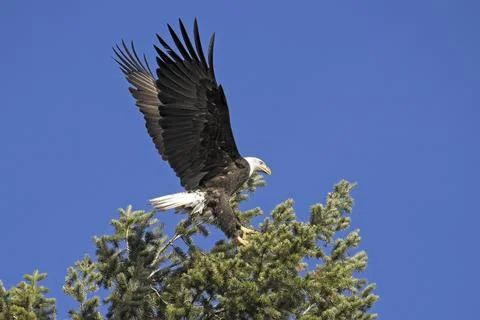 Bald eagle landing in a tree top in north Idaho. Stock Photos