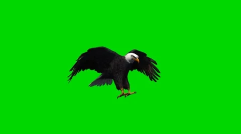 Bald Eagle lands and starts - close up - green screen Stockbeeldmateriaal 40416991