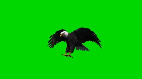Bald Eagle lands and starts - close up - green screen Stock Footage 40416993