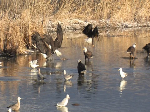 A Bald Eagle Lands and Takes Over The Fish, audio of eagle calls Stock Footage 124562942