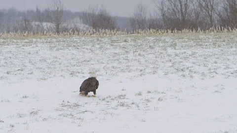 Bald eagle lands behind another eagle slow motion Stock Footage 107121809