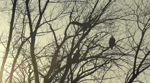 Bald eagle lands at dusk Stock Footage 48579591