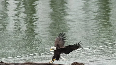 Bald eagle lands on a log with fish slow motion Stock Footage 266805340