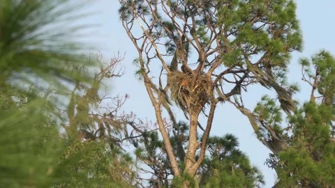 Bald Eagle Lands in Nest, 4K Stock Footage 71984449