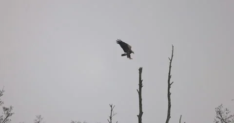 Bald eagle lands on a tree, cloudy day, 4K slomo Stock Footage 168135567