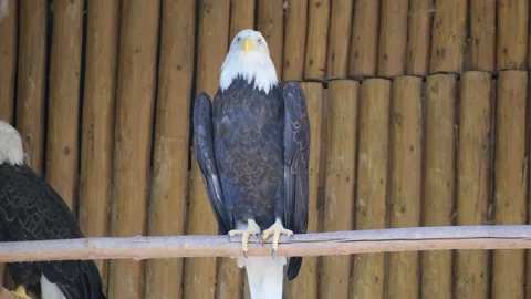 The bald eagle is a large predatory bird of the hawk family that lives in North Video stock 252746960
