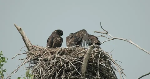 Bald Eagle Large Young Chicks in Nest De... | Stock Video | Pond5