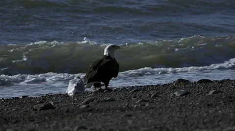 Bald Eagle Launches from Beach with Fish slowmo Stock Footage 12259728