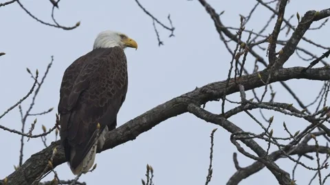 Bald Eagle Launches from perch Video stock 270375630