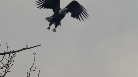 Bald Eagle Leaping From A Branch Stock Footage 306811485