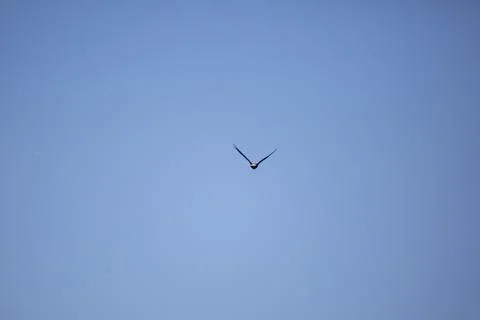 Bald Eagle Leaving Stock Photos
