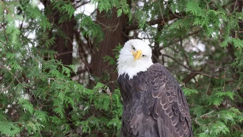 Bald Eagle Looking Around and Tilting its Head Stock Footage 165742587