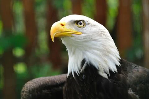 A bald eagle is looking around. Stock Photos