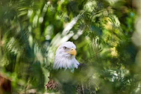 Bald Eagle looking at the camera in a green forest in Australia Stock Photos