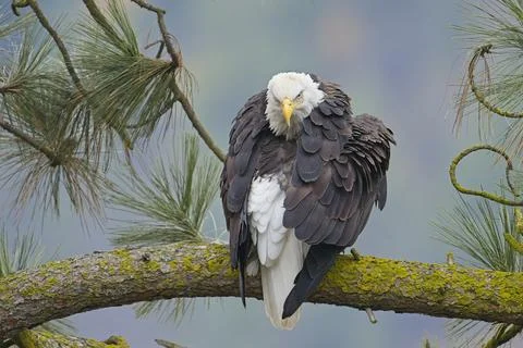 Bald eagle looking at camera. Stock Photos