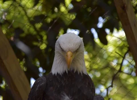 Bald eagle looking down in a shaded zoo habitat Stock Photos
