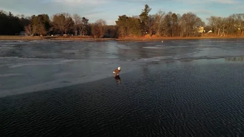 Bald Eagle Looking For Fish Stock Footage 331240547