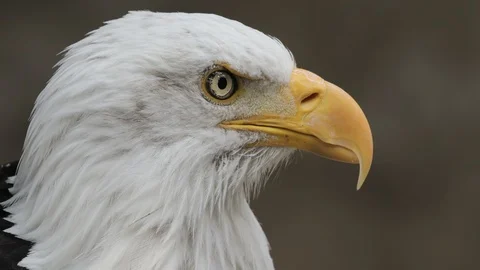 Bald Eagle looking observing headshot Haliaeetus Leucocephalus Stock Footage 113420211