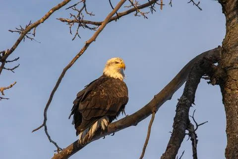 A bald eagle is looking for prey from a tree on a sunset. Stock Photos
