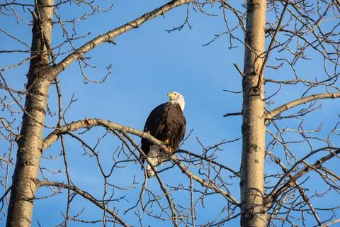 A bald eagle is looking for prey from a tree on a clear day. Stock Photos