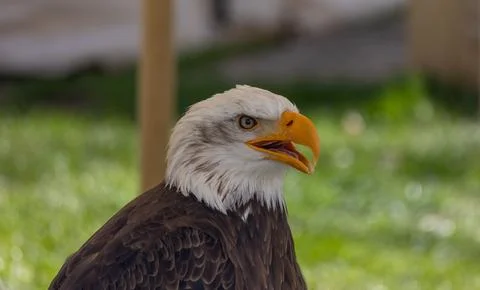 Bald eagle looking right with an open beak, showing strong head details Stock Photos