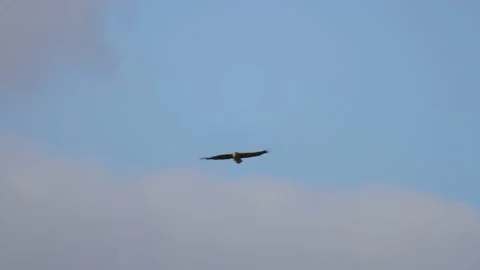 Bald eagle is looking for a victim, 4K slomo Video stock 170832210