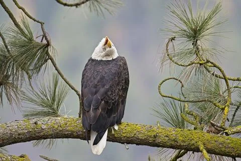Bald eagle looking way up. Stock Photos