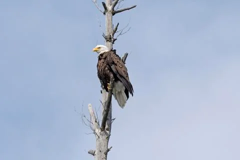 Bald Eagle on the Lookout in a old Tree Photos