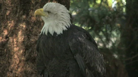 Bald Eagle looks around 3 Stock Footage