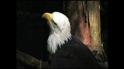 Bald Eagle looks around 6 Stock Footage