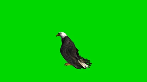 Bald eagle looks around - seperated on green screen 스톡 동영상 33768116
