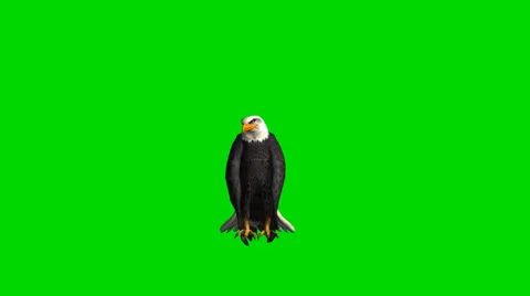 Bald eagle looks around - seperated on green screen Stock-Footage 33768134