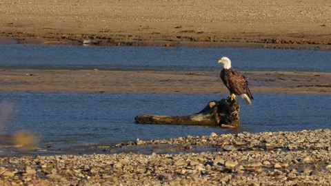 Bald eagle looks relaxes at Harrison Mills Stock Footage 257120440