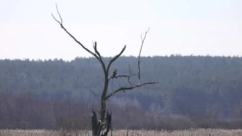 Bald Eagle looks at two little birds on a branch, 4K slomo Stock Footage 172429549