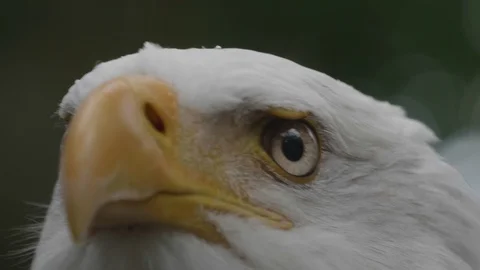 Bald Eagle Majestic Predatory Bird Close Up, Raptor Hunter Wildlife Slow Motion Stock Footage
