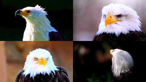Bald Eagle majestically, 4K SLOW MOTION. Collage Stock Footage 274885050