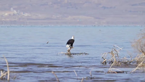 Bald eagle making its calls in slow motion Stock Footage 327625708