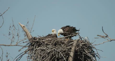Bald Eagle Male Female Pair of Eagles Landing at Nest Carrying Nesting Material Vídeo Stock 247870054