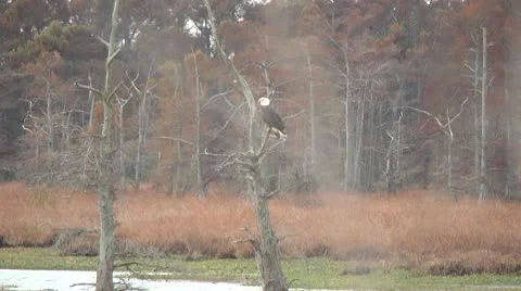 Bald Eagle at a marsh in Fall Stock Footage 10735808