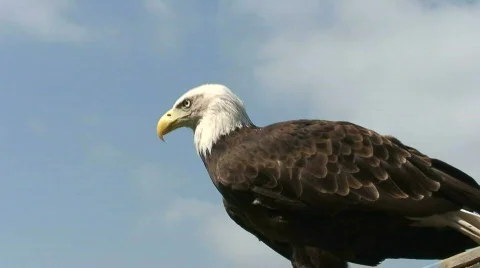 Bald Eagle Mature Adult with White Head Closeup Zoom In Stock Footage