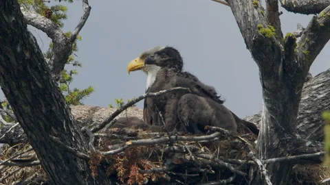 Bald eagle mature and eagle in unusual twin profile, slomo 4k Stock Footage 277291592