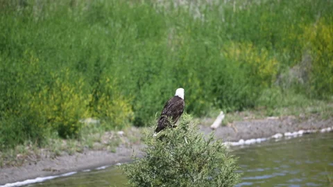 Bald eagle mature flies from top of conifer across lake, slow motion, 4k Video stock 278755124