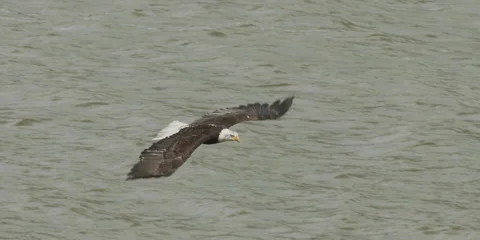 Bald eagle, mature, in flight with fish, flies over lake, nature,bird, 2k Stock Footage 154521464