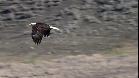 Bald eagle mature in flight over grassland,  slomo, 4k Stock Footage 278768640