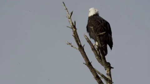 Bald Eagle, mature, perched at top of dead tree, on branch Stock Footage 225715424