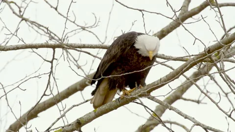 Bald eagle, mature, roosting in deciduous tree in winter, 4k Stock Footage 232421805